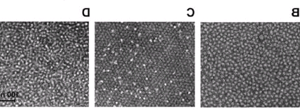 N3-PEG4-Mannose，叠氮-四聚乙二醇-甘露糖，CAS：1632372-86-1的糖界面构筑研究