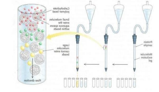 sepharose 4B