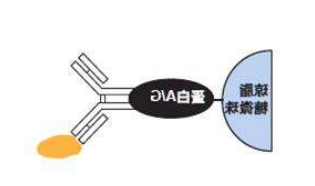 sepharose 4B