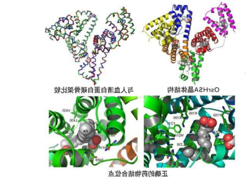 分子偶联的载体蛋白