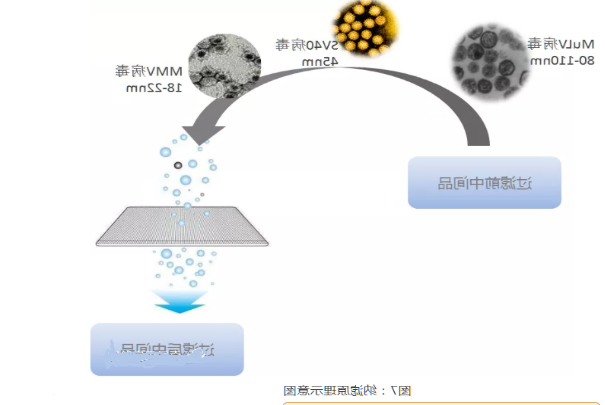 分离纯化单克隆抗体 分离纯化单克隆抗体