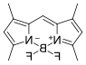 BDP 505/515 lipid stain.png