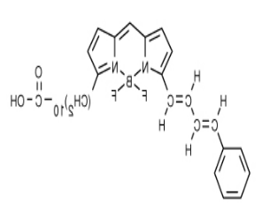 BODIPY 581/591 C11（脂质过氧化传感器）.png