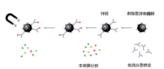 链霉亲合素修饰的四氧化三铁磁珠（白色，稀释液).png
