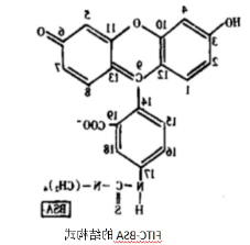 荧光标记牛血清白蛋白.png