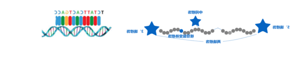 常规引物合成.png
