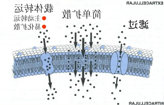 细胞膜载药(**细胞膜包载阿培利司)/介孔二氧化硅载药的方法.png 细胞膜载药(**细胞膜包载阿培利司)/介孔二氧化硅载药的方法.png