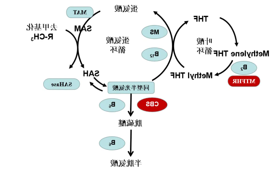 TAT-半胱氨酸 .png TAT-半胱氨酸 .png