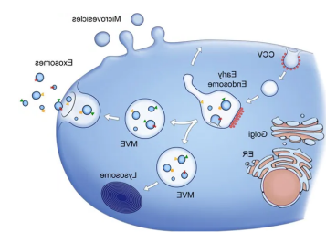 齐岳生物提供外泌体(Exosome)电镜DLS/NTA粒径分析表征电镜测定服务.png 齐岳生物提供外泌体(Exosome)电镜DLS/NTA粒径分析表征电镜测定服务.png