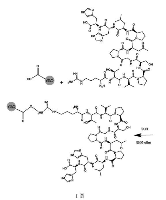 CLV3十二肽修饰CdTe量子点.png