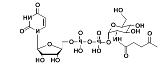 UDP-2-carbonyl-GlcNAc羧基修饰尿苷二磷酸