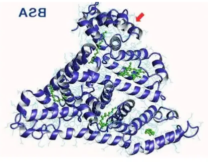 2-OA-BSA;2-Octynoic Acid-BSA;2-辛炔酸-牛血清白蛋白用于免疫病研究