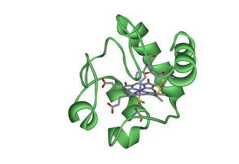 FITC-细胞色素C;FITC-Cytochrome C;异硫氰基荧光素修饰细胞色素C
