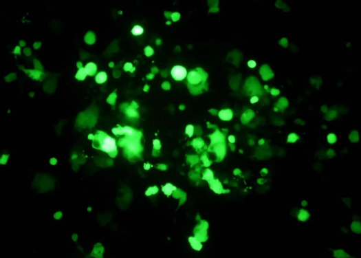FITC-Chitosan