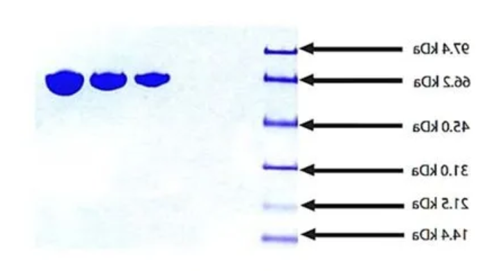 Transferrin Transferrin