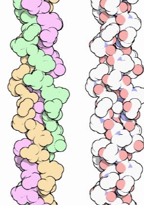 Collagen