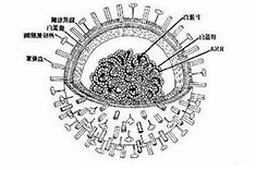 血球凝集素