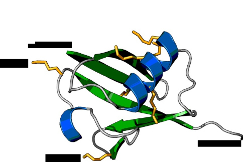 Ubiquitin