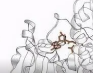 Ricin Toxin