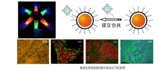 量子点标记的链霉亲和素