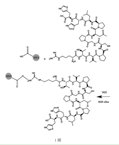CLV3十二肽修饰CdTe量子点