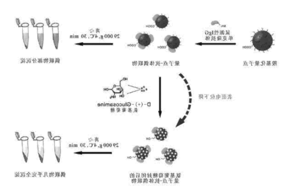 IgG类单克隆抗体偶联水溶性羧基化量子点