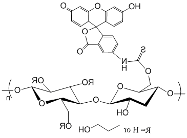 绿色荧光素标记纤维素