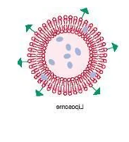 脂质体