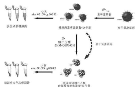 链酶亲和素标记的CdSe/ZnS量子点(SA-QDs)