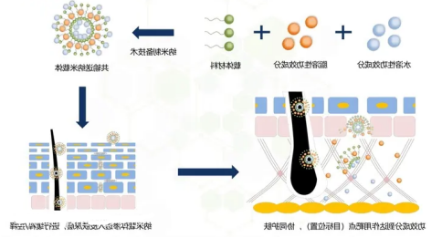 提呈细胞膜纳米载体