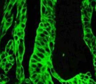 ICG-PEG-NH2