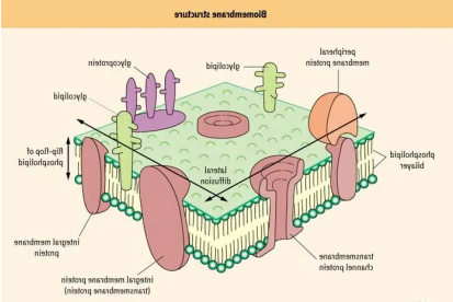 生物膜荧光量子点