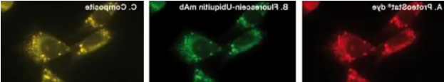 TMTP1-PEG4-ICG