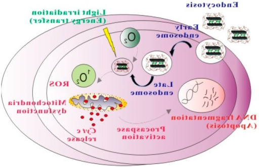 ICG-PBCA-NPs ICG-PBCA-NPs