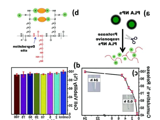 ICG/Biotin-PEG-AuNC-PCM ICG/Biotin-PEG-AuNC-PCM