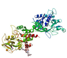Lactoferrin