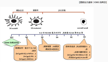 BMDC小鼠骨髓树突状细胞膜包覆纳米粒 BMDC小鼠骨髓树突状细胞膜包覆纳米粒