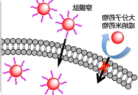FITC荧光标记穿膜肽CPP FITC荧光标记穿膜肽CPP