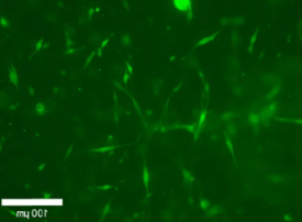 FITC-Lysozyme