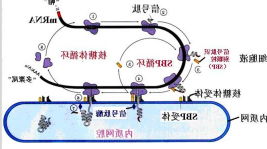 IGF-1信号肽