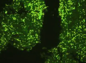 鱿鱼墨多糖的荧光标记