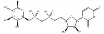 UDP-rhamnose