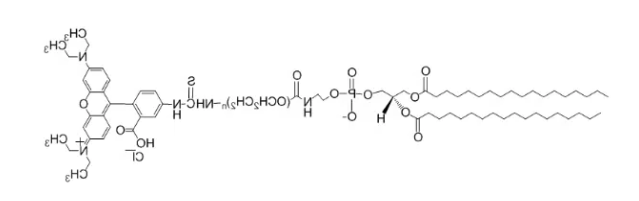 DSPE-PEG-Rhodamine B