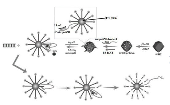 金纳米粒子包裹ZIF-8 金纳米粒子包裹ZIF-8
