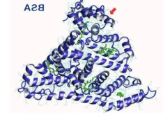2-OA-BSA 2-OA-BSA