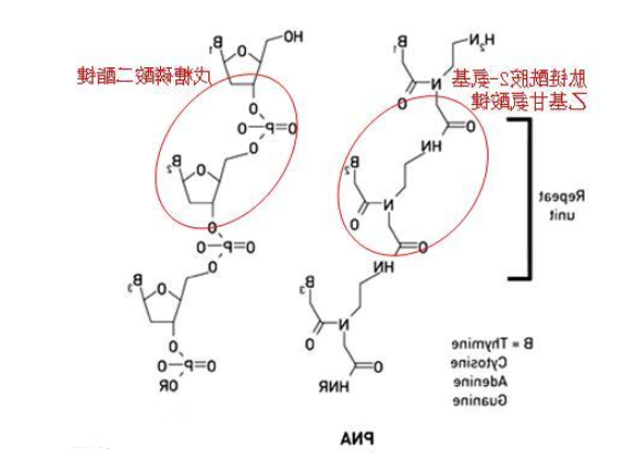 苯丙氨酸偶联肽核酸PNA