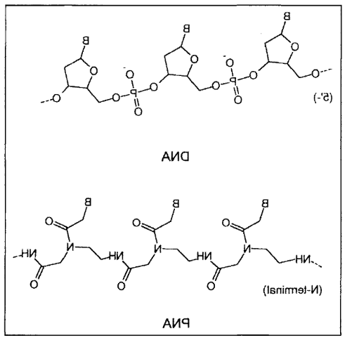 单增李斯特菌的肽核酸(PNA)分子信标