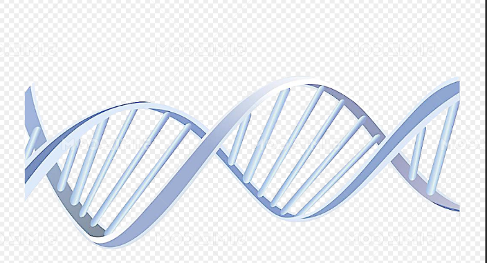 生物素标记DNA(脱氧核糖核酸)