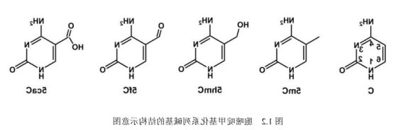 DNA修饰ZnS量子点