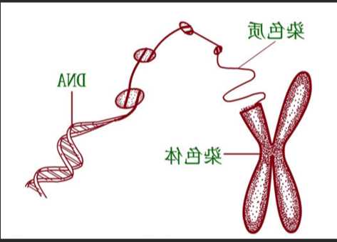 硒化镉/硫化锌量子点修饰DNA（脱氧核糖核酸）